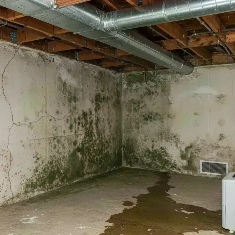 Professional Mold Removal in Clarendon Hills, IL